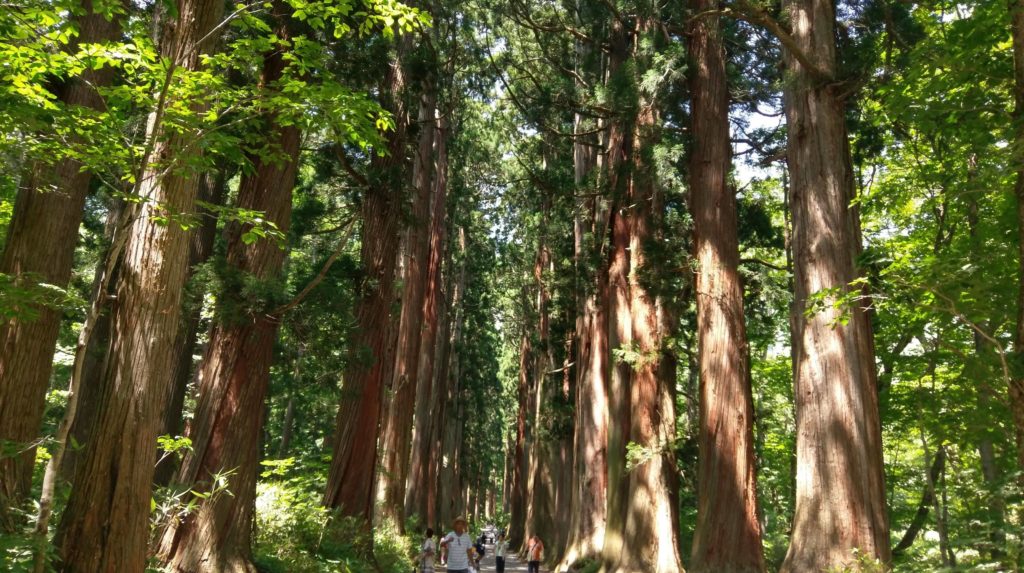 【画像】戸隠神社の風情ある杉の木長野帰省記