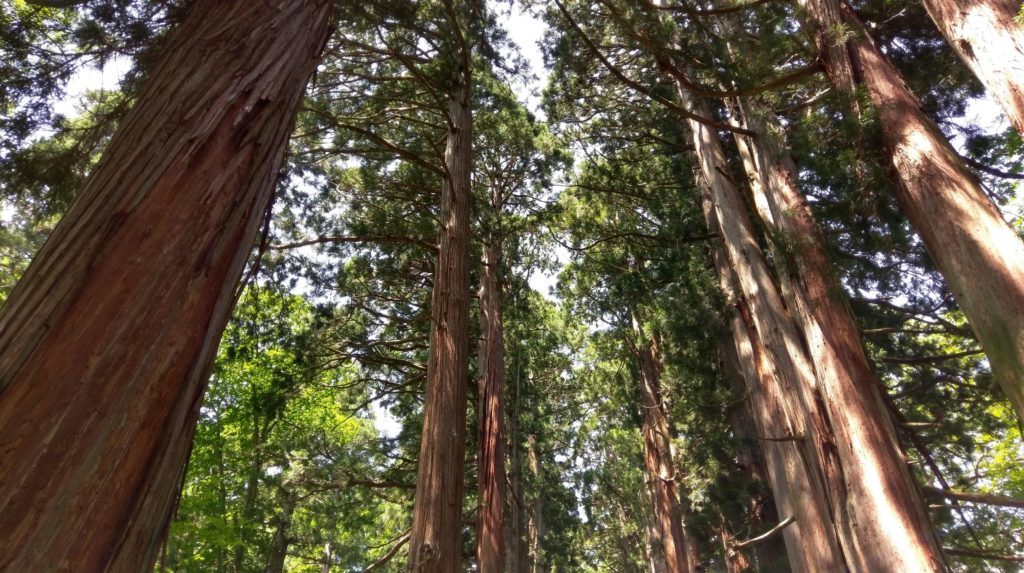 【画像】戸隠神社下から見上げる木