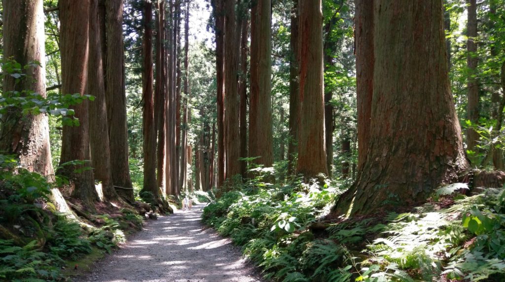 【画像】戸隠神社の風情ある杉の木２　長野帰省記